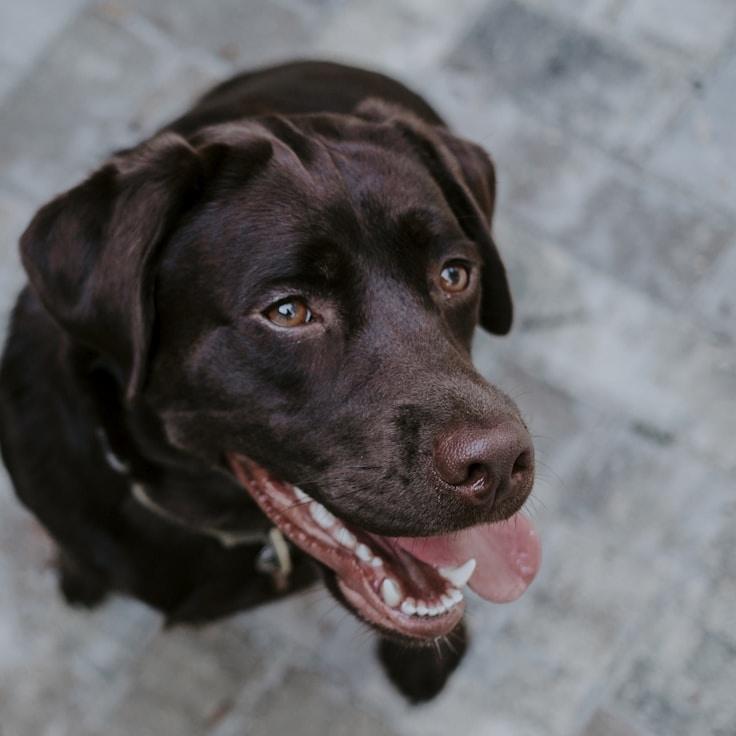 Anja Müller - Founder of Cottage Forest Union